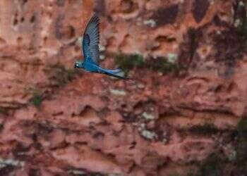 הדילמה של ברזיל: חוות רוח או תוכים נכחדים?