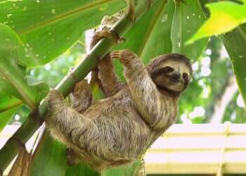 תרופת העתיד: אנטיביוטיקה מפרוות עצלן עשויה להציל מיליוני אנשים