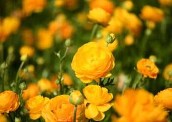 חם מהרגיל עד שרבי – יתכן טפטוף בצפון הארץ | תחזית מזג האוויר