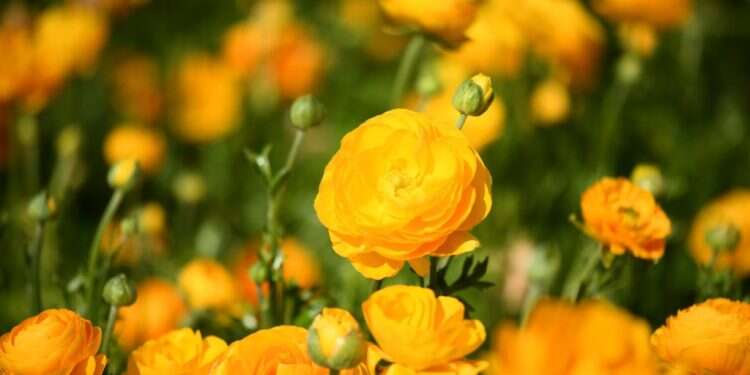 חם מהרגיל עד שרבי – יתכן טפטוף בצפון הארץ | תחזית מזג האוויר