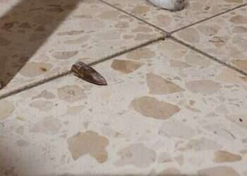 שגרה בלוד: קליעים חדרו לבית העיתונאית, ראש העיר דורש שהשב"כ יכנס לעיר