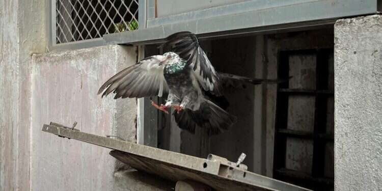 יונת דואר בשירות המשטרה ההודית. צילום: רויטרס גם בעידן הוואטסאפ: משטרת הודו עושה שימוש ביוני הדואר
