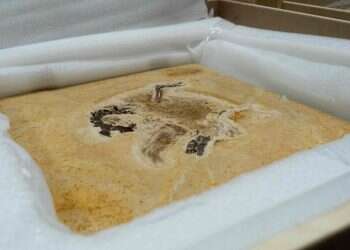 תקרית דיפלומטית: גרמניה החזירה לברזיל מאובן דינוזאור גנוב