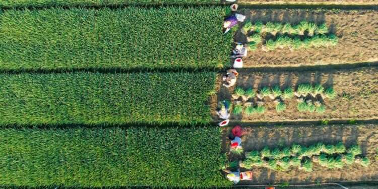 עובדים חקלאיים בשדות עירית, סין. צילום: AFP חקלאות היא אחד התחומים הכי טעונים בכלכלה העולמית