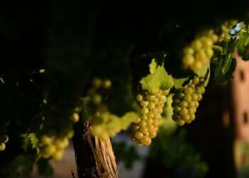 במערה טבעית בגוש עציון שוכן יקב חדש-דנדש