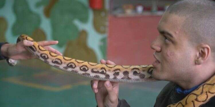 עזבו כלבים: בברזיל משתמשים בנחשים ובתנינים כדי לעודד דיבור אצל אוטיסטים