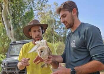 במקורות הירקון: פקחים חילצו תנשמת שנמצאה תלויה על עץ