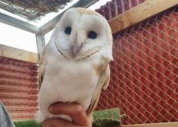 תנשמת לבנה ניצלה בזכות ערנותה של אזרחית