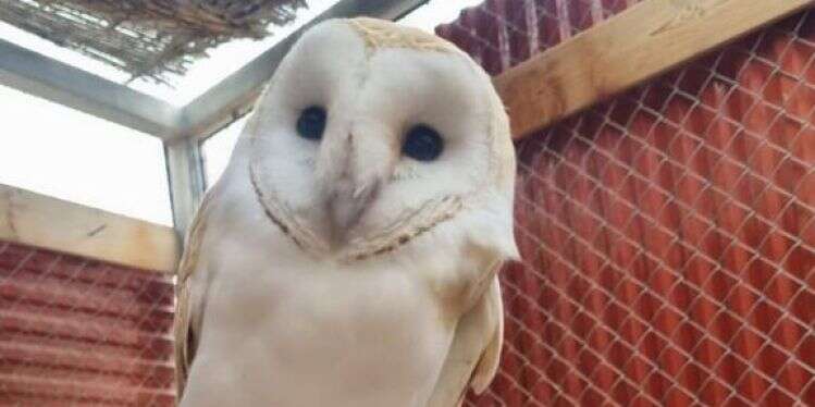 תנשמת לבנה ניצלה בזכות ערנותה של אזרחית