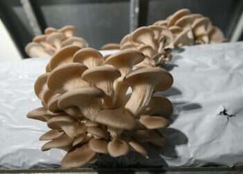 פטריות או לא להיות: סיפור על האופן שבו נבנית חברות