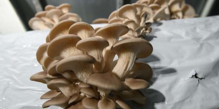 פטריות או לא להיות: סיפור על האופן שבו נבנית חברות