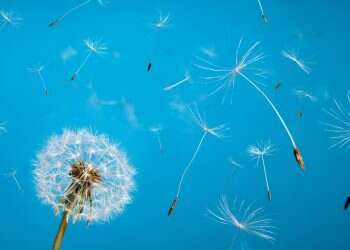 מה הערך הראשון בקוד האתי של צה"ל?