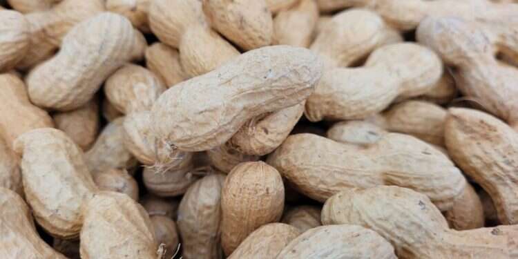 בוטנים ללא אלרגנים: מזון העתיד שמפותח בראשון לציון ואסור לשיווק בישראל