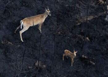 העשן מגיע עד אירופה: שריפות חסרות תקדים בקנדה | צפו