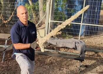 ניר דיסטלפלד מרשות העתיקות עם החרב. צילום: רשות העתיקות
 צילומי הרנטגן חשפו: החרב שהתגלתה בחופי חיפה, נפלה במהלך קרב ימי לפני כ-800 שנה