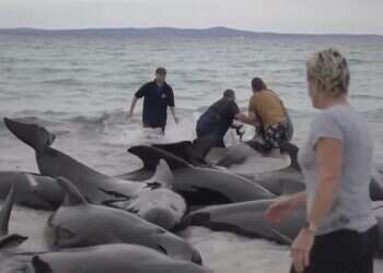 כמעט 100 לווייתנים נתקעו על חוף באוסטרליה – כמחצית מהם מתו
