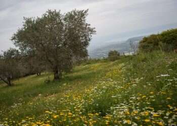 קח מקל קח חליל בוא איתי אל הגליל