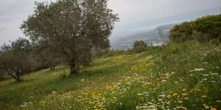 צילום: הדס פרוש פלאש 90 קח מקל קח חליל בוא איתי אל הגליל