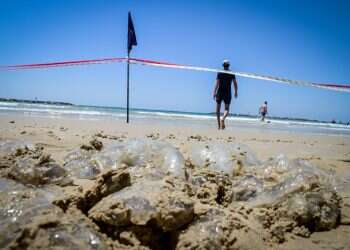 איפה המדוזות? חוקרים ישראלים עם בשורה מצוינת למתרחצים