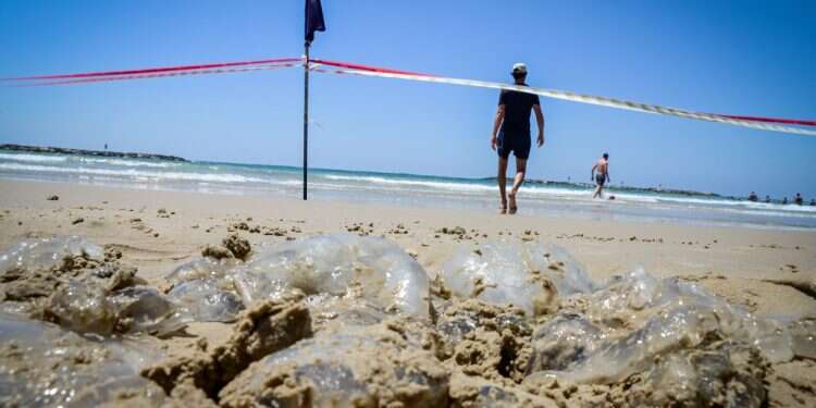 איפה המדוזות? חוקרים ישראלים עם בשורה מצוינת למתרחצים