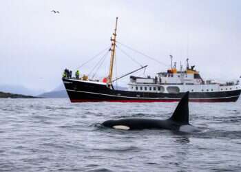 צפו בתופעה: קבוצה של לווייתני קטלן תוקפת סירות מול חופי אירופה