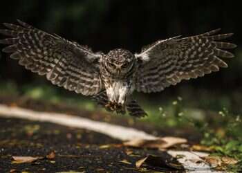 שריפות בכל העולם? יש בעלי חיים שממש אוהבים את זה