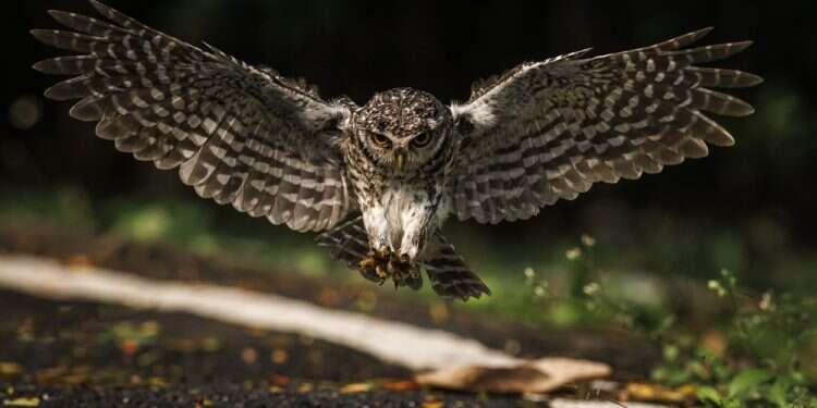 ינשוף מנוקד. צילום: שאטרסטוק שריפות בכל העולם? יש בעלי חיים שממש אוהבים את זה