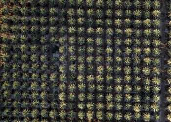 שירי לידה הפוכה