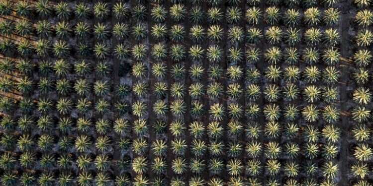 שירי לידה הפוכה