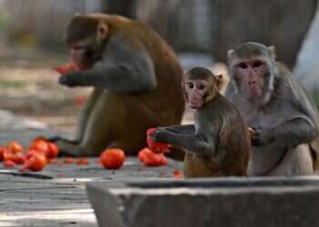 האיום על פסגת ה-G-20 בהודו: פלוגות של קופי מקוק 