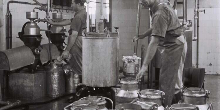 תעודת הכשרות הייתה הכרח חיוני. מחלבת תנובה, 1947. צילום: קלוגר זלוטן, לע
