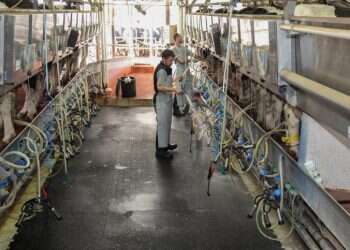 רפתן במכתב לשר האוצר: אני מודאג. האם החלב הפולני והטורקי יתפוס את מקומנו?