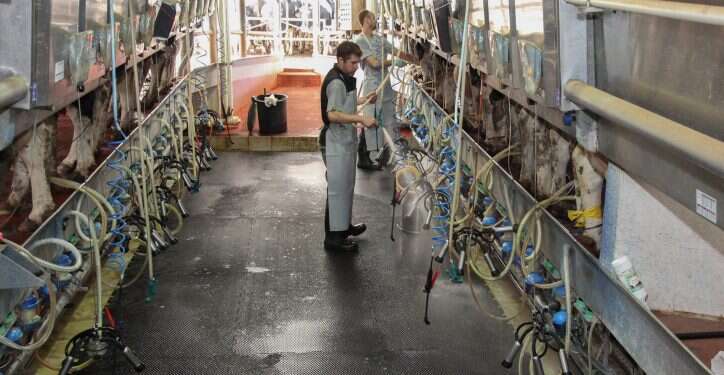 רפת בקיבוץ שריד. צילום: ענת חרמוני, פלאש 90 רפתן במכתב לשר האוצר: אני מודאג. האם החלב הפולני והטורקי יתפוס את מקומנו?