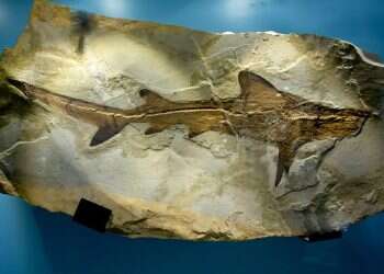 מדענים פתרו את תעלומת המאובנים של מגדל התרנגולות האוסטרלי