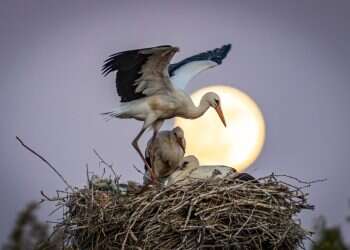 תיעוד: מאות חסידות עצרו להתרעננות בשמורת הטבע מכתשים בערבה