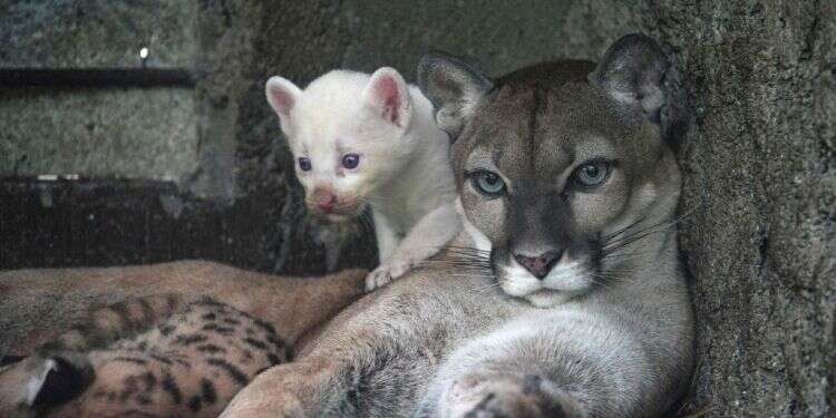 גור פומה לבקן נדיר נולד בגן חיות