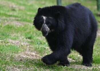 האנק הטנק, הדובה השחורה שפלשה ל-21 בתים, נלכדה