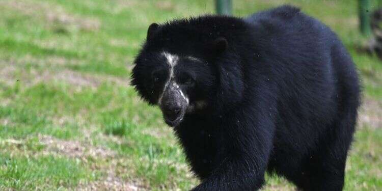 האנק הטנק, הדובה השחורה שפלשה ל-21 בתים, נלכדה