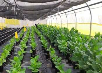 חסה עם חלבוני חלב: המיזמים החדשניים בתחום הפודטק כבר ממש בהישג יד