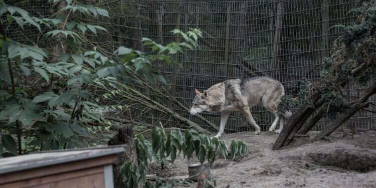 צילום: אימן הלאל, הוושינגטון פוסט