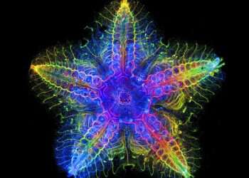 וירוס הקורונה ומערכת עצבים של כוכב ים: תערוכת הצילומים שלא ראיתם מעולם