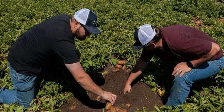 התפרצות הר געש הפכה עיירה קטנה ל"בירת הצ'יפס העולמית"
