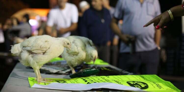 צילום: שאטרסטוק