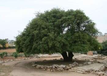 כל העשבים השוטים הם אויבינו, אבל אחד מהם נורא ומסוכן יותר מכולם