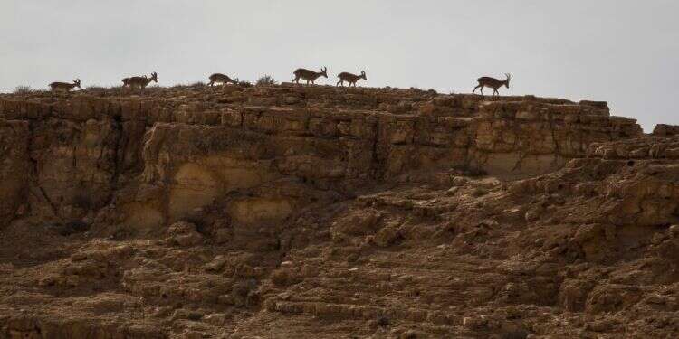 צילום: הדס פראוש/  פלאש90 היינות הכי טובים שמגיעים מהאזור החם ביותר בישראל