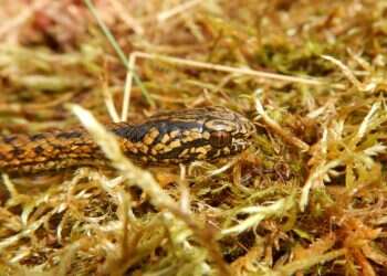 אינדיאנה ג'ונס: מדענים כינו זן חדש של נחשים בשם "הריסון פורד"