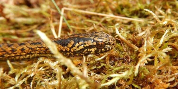 נחש מסוג הריסון פורד. צילום: FP PHOTO / EDGAR LEHR PRESS / EDGAR LEHR אינדיאנה ג'ונס: מדענים כינו זן חדש של נחשים בשם "הריסון פורד"