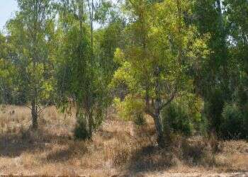 המשמעות מאחורי האמירה של התורה: "כי האדם עץ השדה"