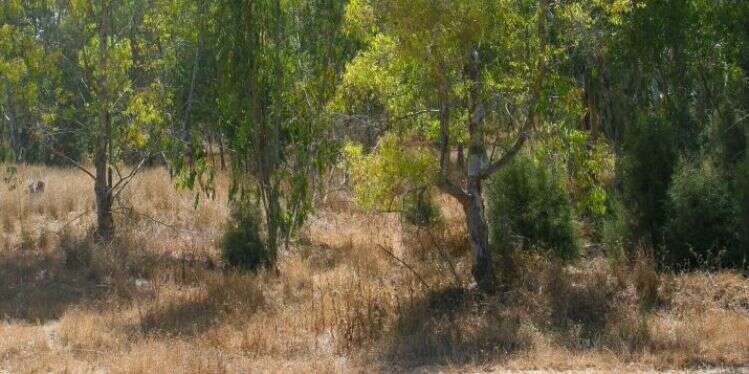 צילום: לירון מולדבן המשמעות מאחורי האמירה של התורה: "כי האדם עץ השדה"