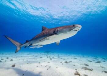 טבע פנטזיה וקומדיה: המלצות צפייה איכותיות לחופש הגדול לילדים ולנוער 